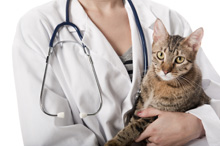 猫と医師イメージ