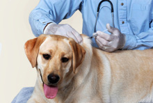 犬のワクチンイメージ